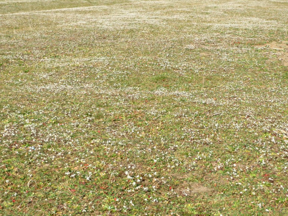 20150320Draba_verna1