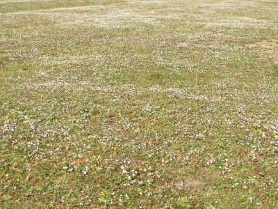 20150320Draba_verna1