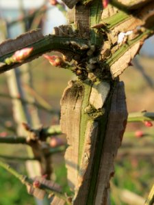 20150320Euonymus_alatus3