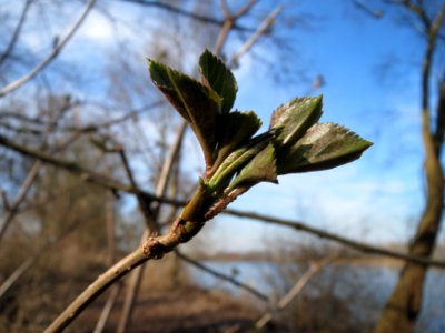 20150309Sambucus_nigra1