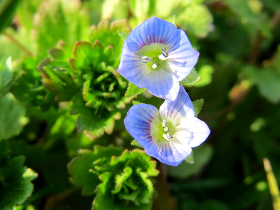 20150319Veronica_persica2