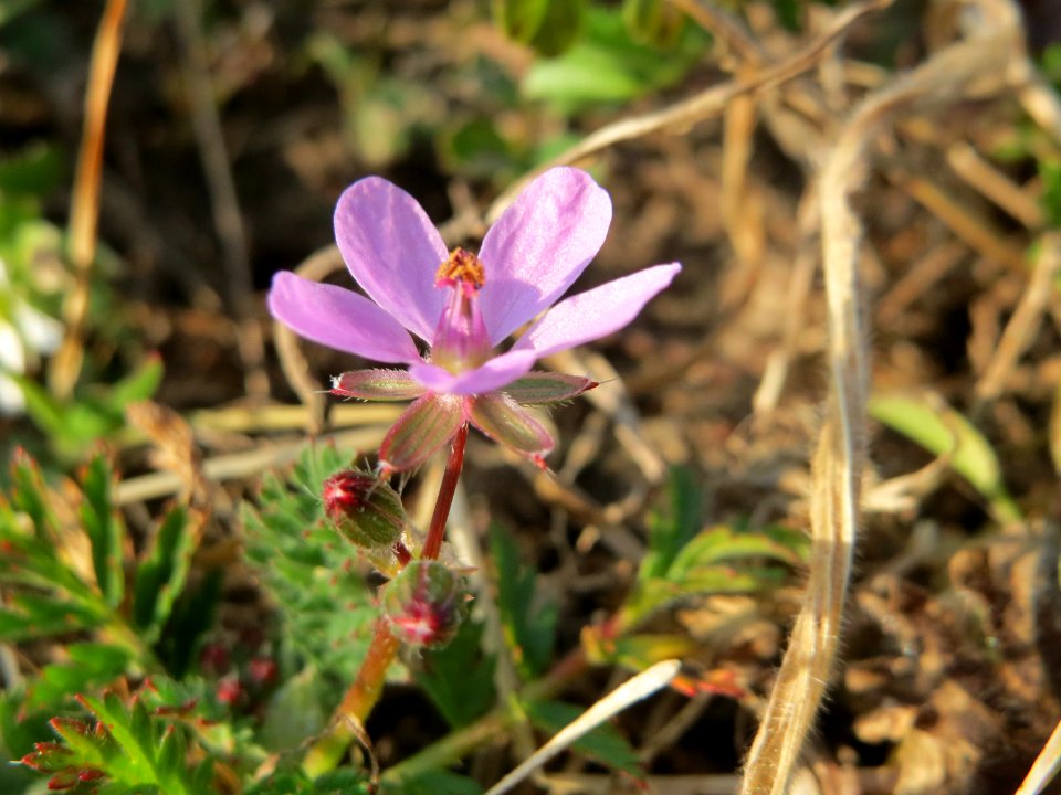 20150320Erodium_cicutarium3