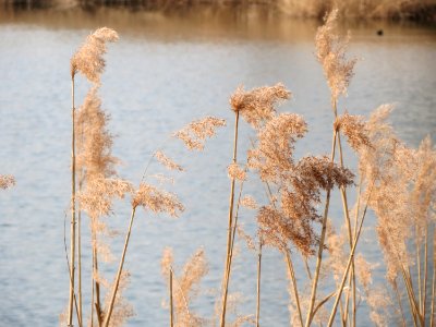 20150319Phragmites_australis3