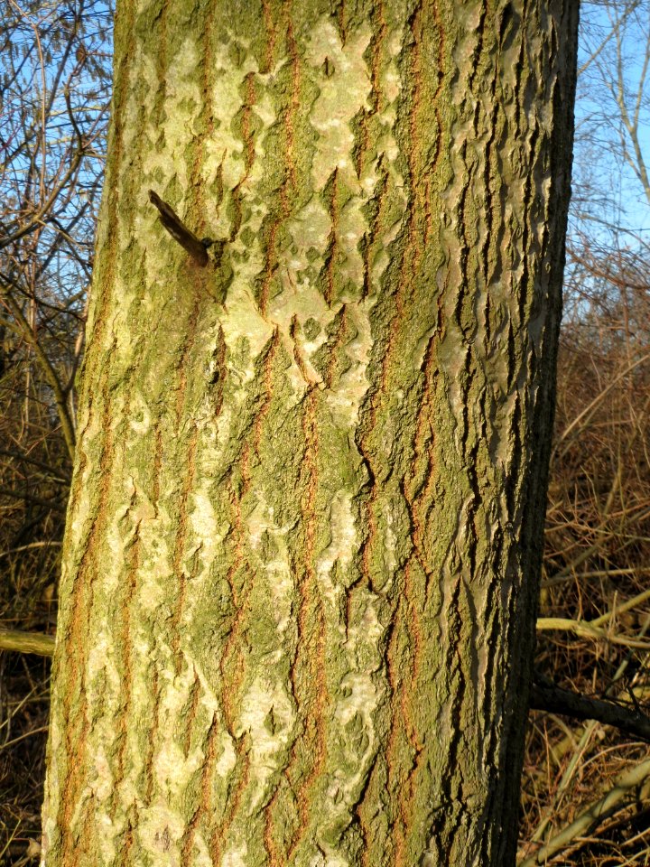 20150309Populus_tremula03