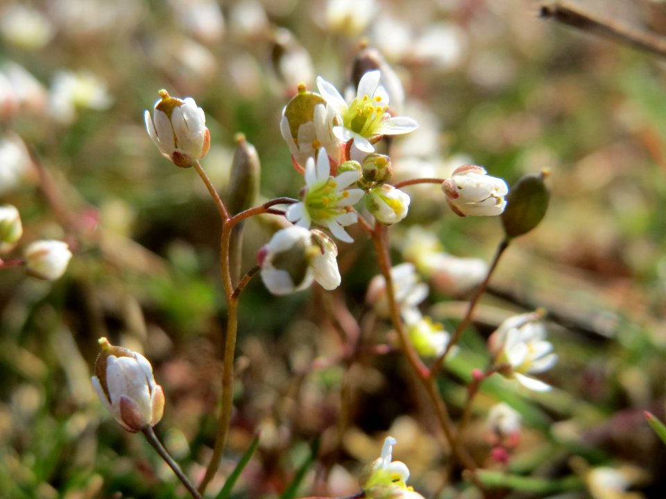 20150320Draba_verna3