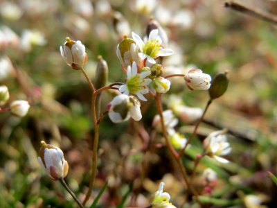 20150320Draba_verna3