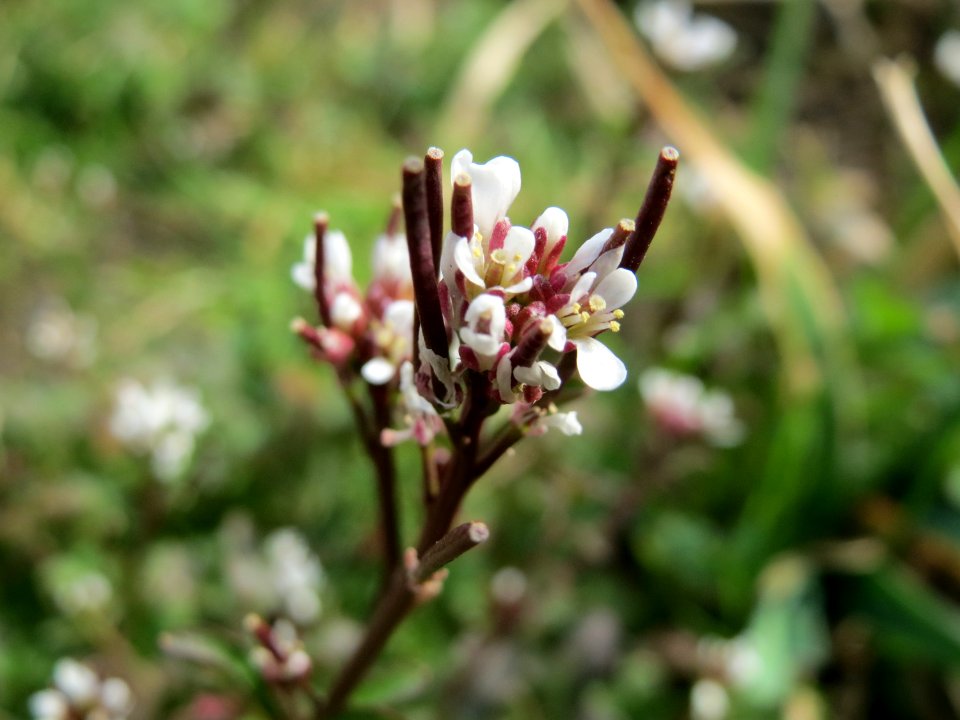 20150316Cardamine_hirsuta2