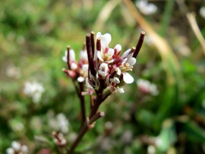 20150316Cardamine_hirsuta2