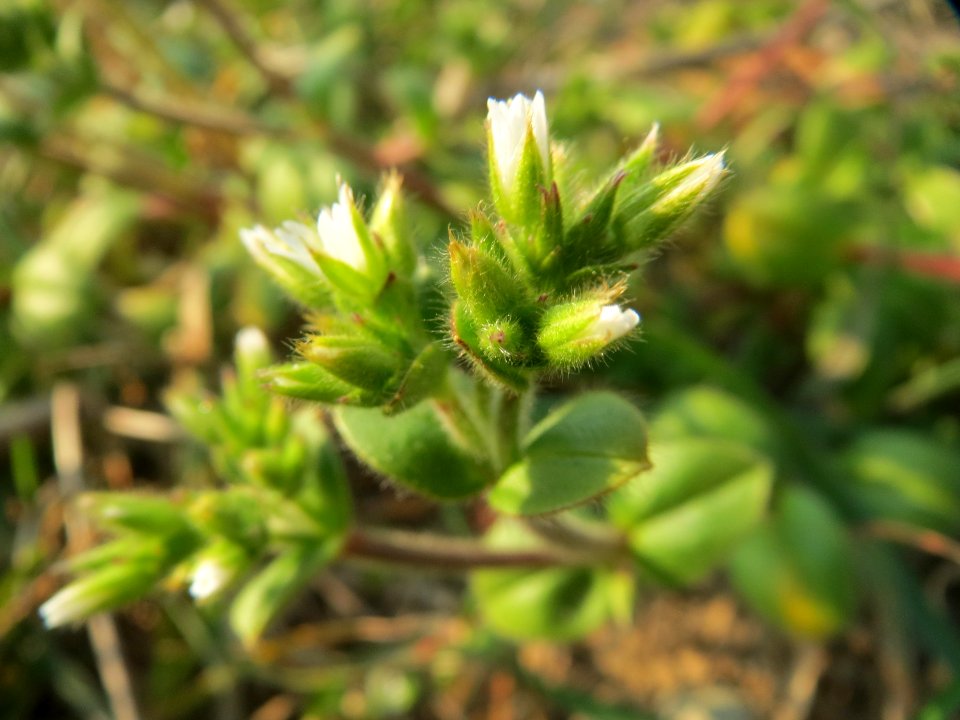 20150320Cerastium_glomeratum2