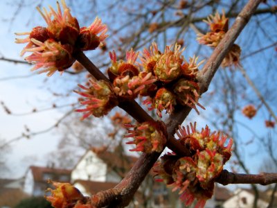 20150316Acer_saccharinum2