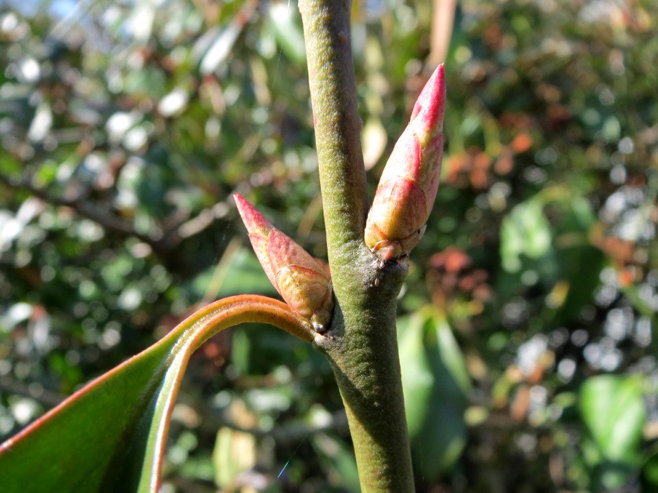 20150309Euonymus_japonicus5