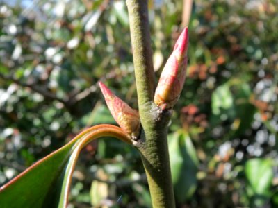 20150309Euonymus_japonicus5