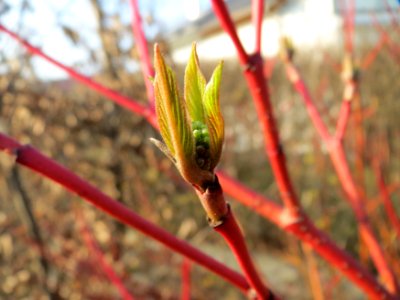 20150320Cornus_alba1