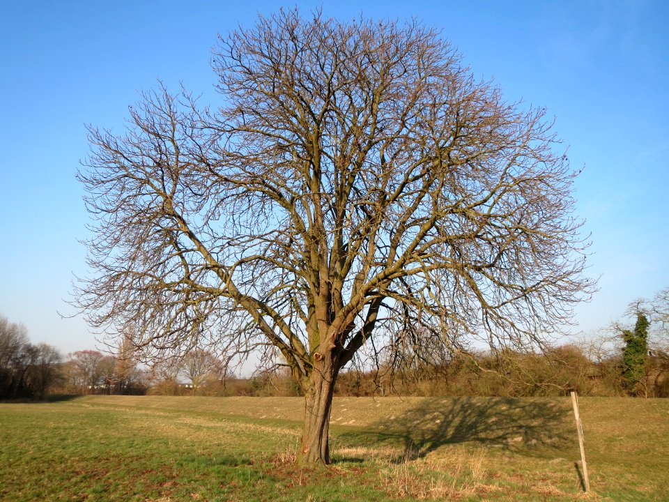 20150316Aesculus_hippocastanum