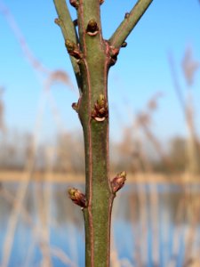 20150309Euonymus_europaeus2