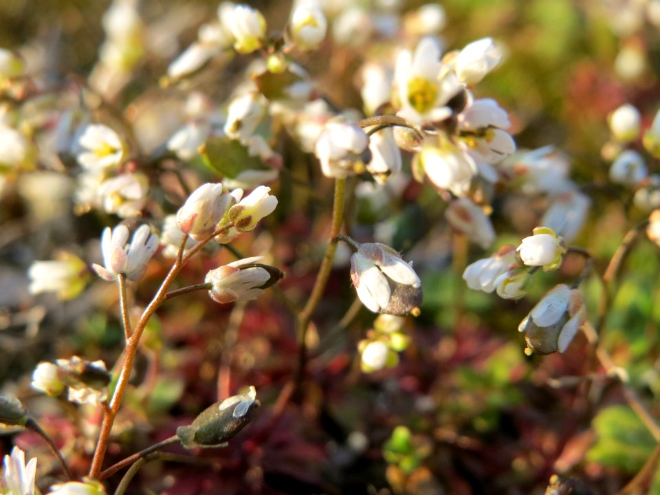 20150316Draba_verna5