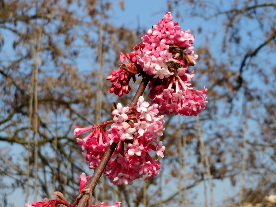 20150318Viburnum_x_bodnantense5