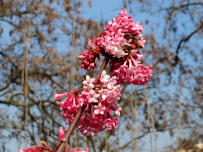 20150318Viburnum_x_bodnantense5