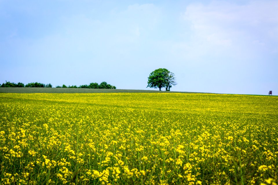 20150523_Naturpark_Saar-Hunsrück_Zerf_Heltern_Baum_Feld_Hochsitz_IMG_4536_by_sebaso
