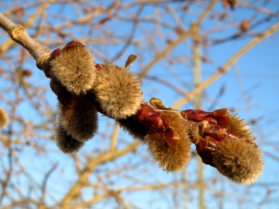 20150309Populus_tremula08