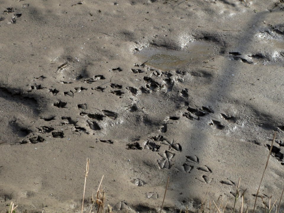 20150316Entenspuren4
