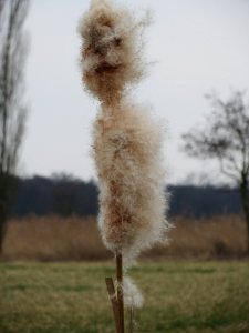 20150315Typha_latifolia1
