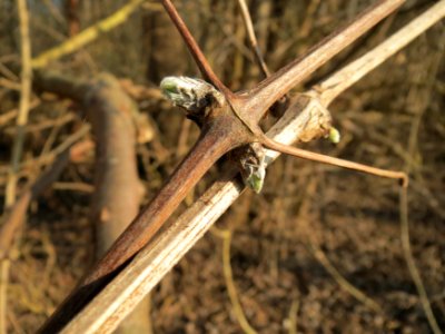 20150316Clematis_vitalba2
