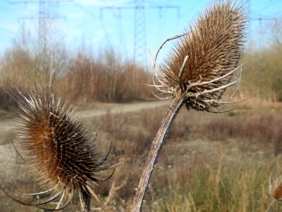 20150309Dipsacus_fullonum2