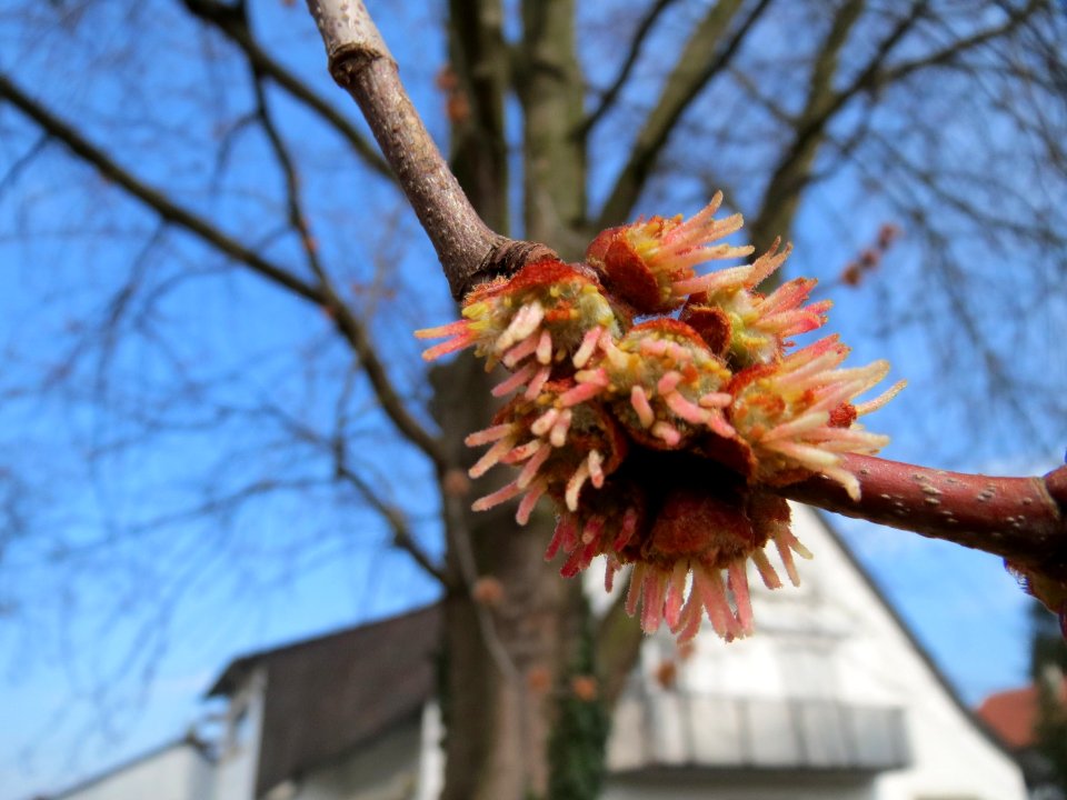 20150316Acer_saccharinum1