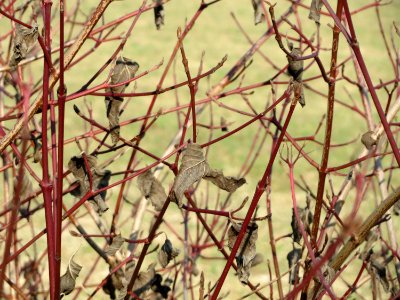 20150316Cornus_sanguinea1