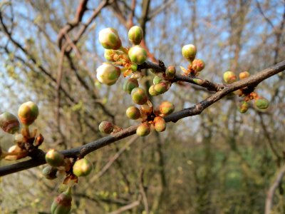 20150319Prunus_cerasifera1