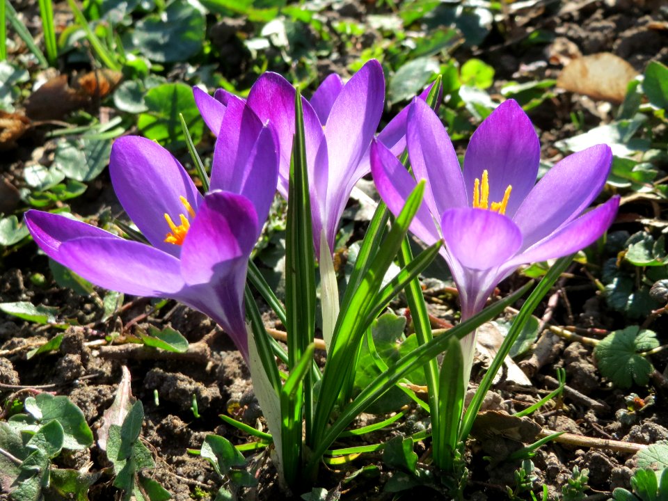 20150309Crocus_tommasinianus2
