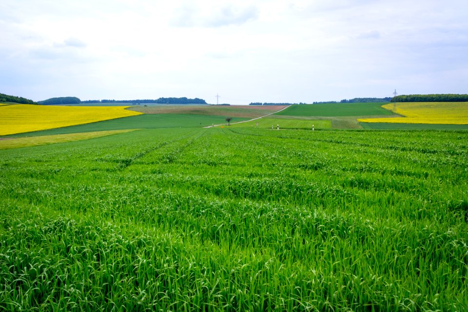 20150523_Naturpark_Saar-Hunsrück_Zerf_Heltern_Feld_und_Kreuzung_IMG_4522_by_sebaso