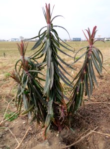20150316Euphorbia_lathyris5