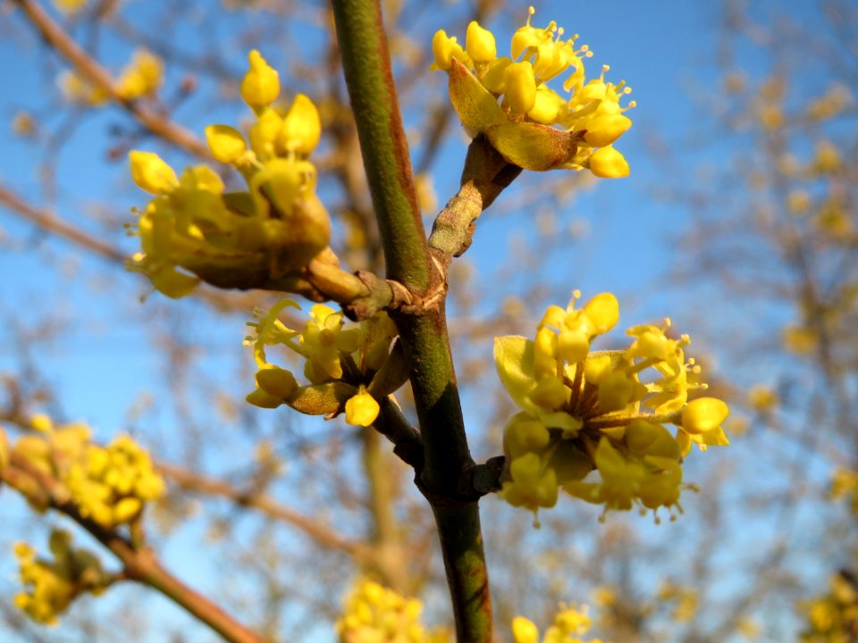 20150309Cornus_mas3