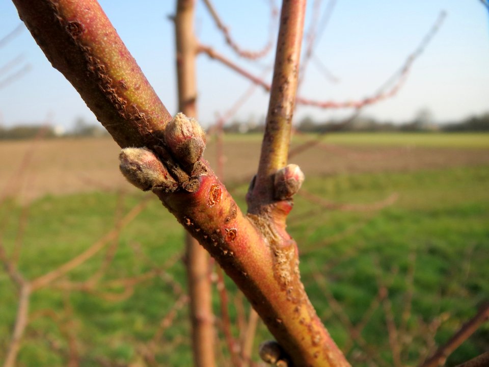 20150319Prunus_dulcis5