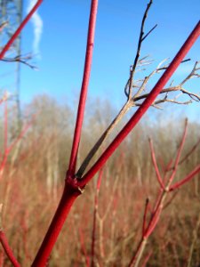 20150309Cornus_sanguinea1