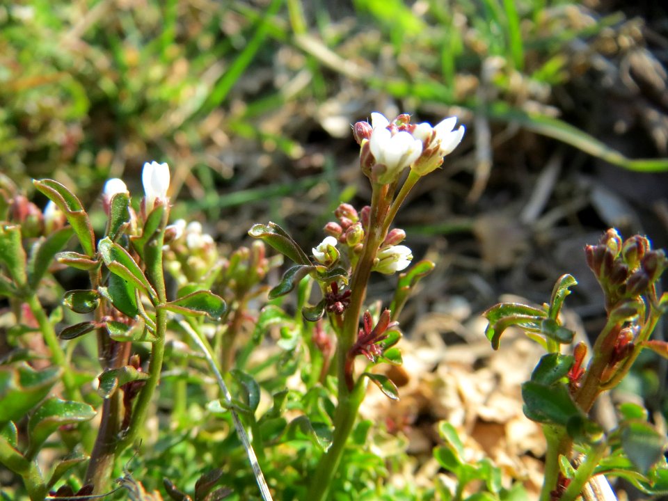 20150316Cardamine_hirsuta3