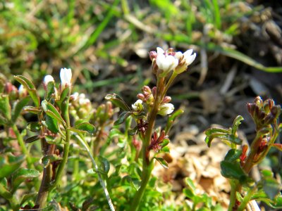 20150316Cardamine_hirsuta3