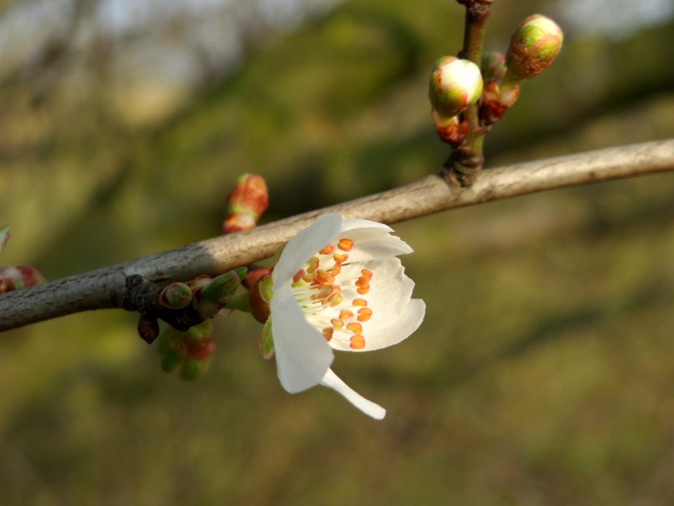 20150319Prunus_cerasifera3