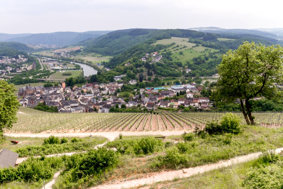 20150523_Saar_bei_Saarburg_Weinberge_IMG_4606_by_sebaso