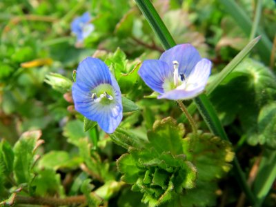 20150319Veronica_persica3