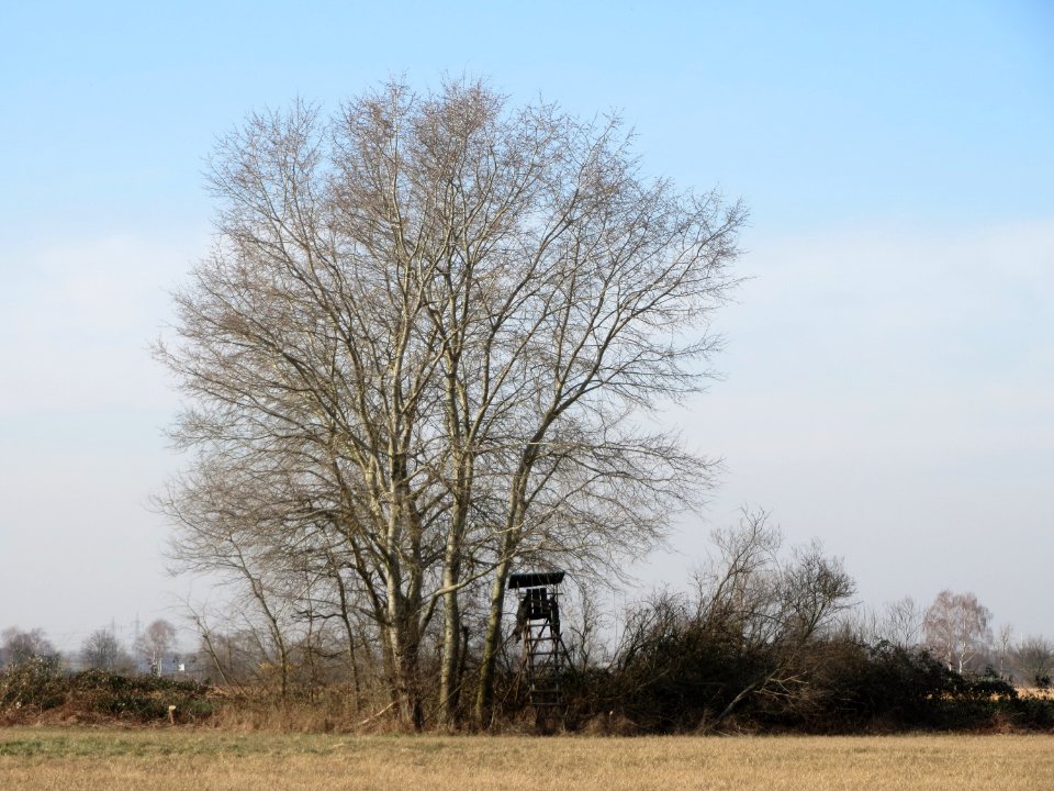 20150317Populus_tremula1