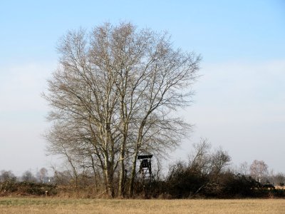20150317Populus_tremula1