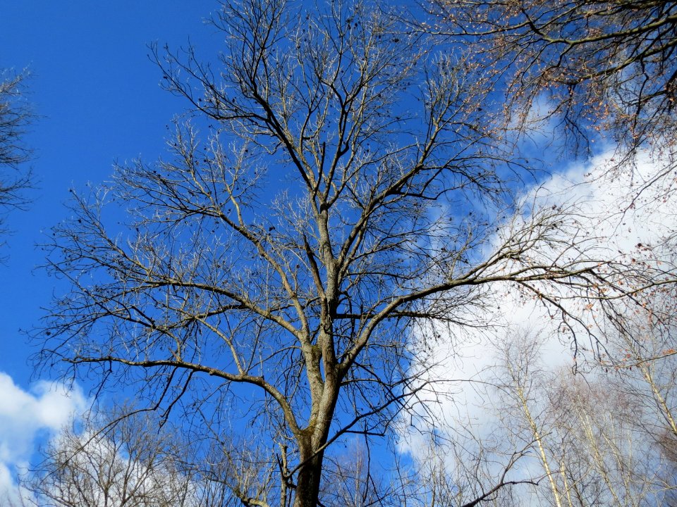 20150305Fraxinus_excelsior