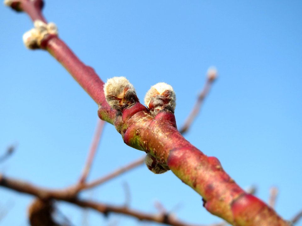 20150319Prunus_dulcis7