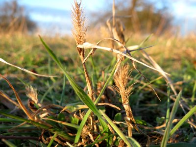 20150202Hordeum_murinum1