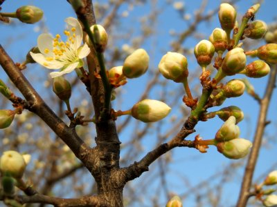 20150319Prunus_cerasifera2