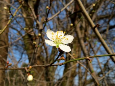 20150318Prunus_cerasifera2