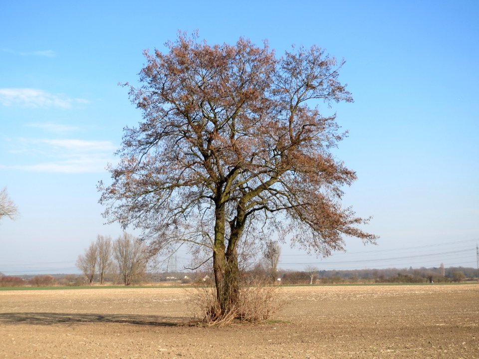 20150316Alnus_glutinosa